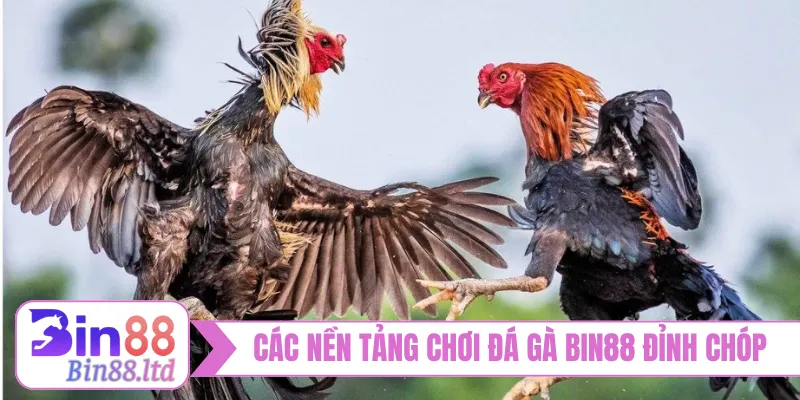 Các nền tảng chơi đá gà BIN88 đỉnh chóp