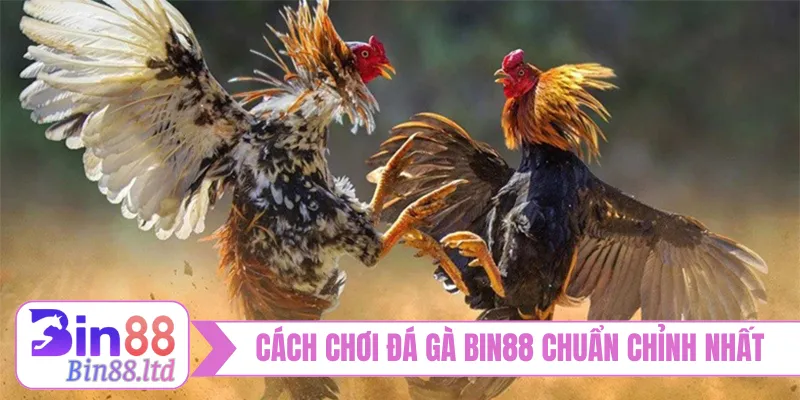 Cách chơi đá gà BIN88 chuẩn chỉnh nhất