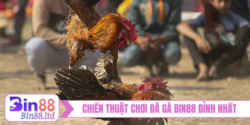 Chiến thuật chơi đá gà BIN88 đỉnh nhất