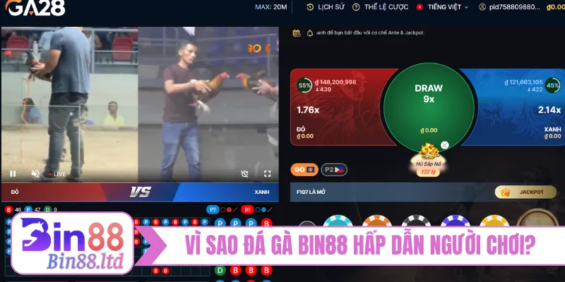 Vì sao đá gà BIN88 hấp dẫn người chơi?